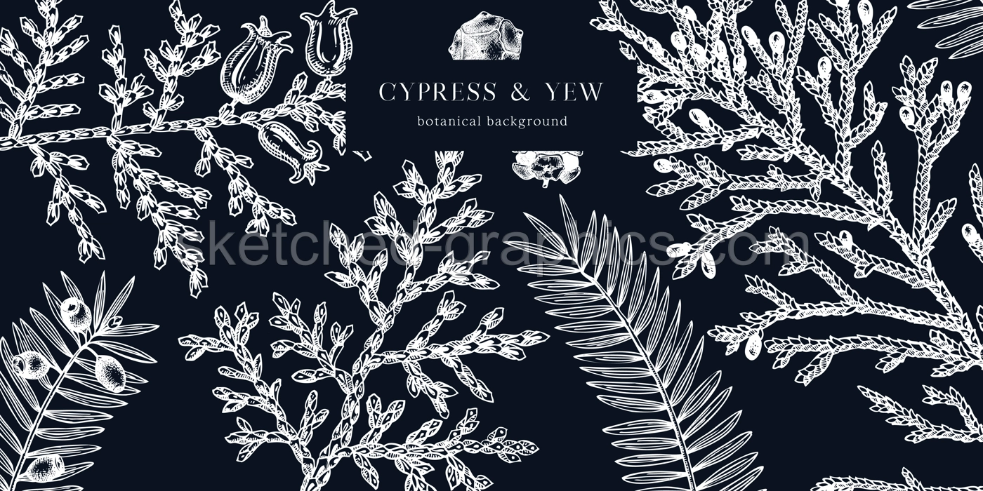 Christmas background on chalkboard. Vector frame with hand drawn conifers sketch - cypress and yew. Vintage design for Christmas decoration. Winter trees and evergreen plants botanical illustration Illustration